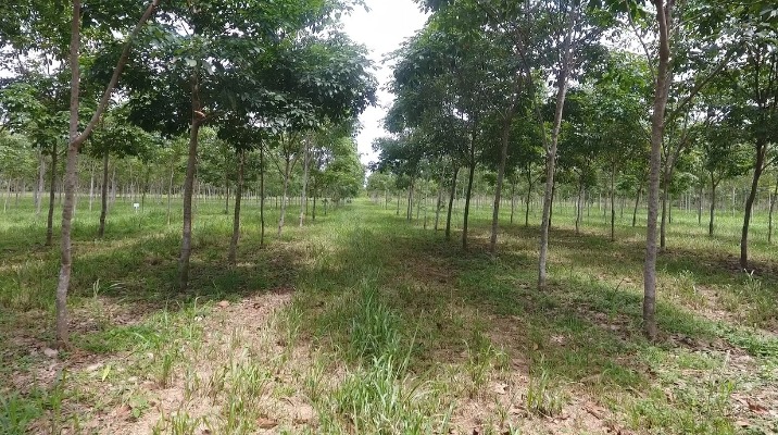 Campo Clonal A Gran Escala De Caucho Taluma