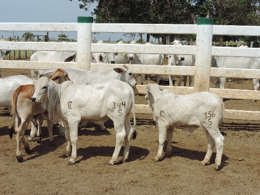 Corral Ganaderia Bovina Taluma