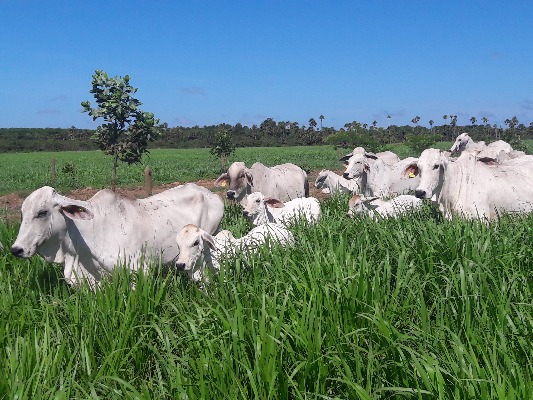 Ganaderia Bovina Taluma