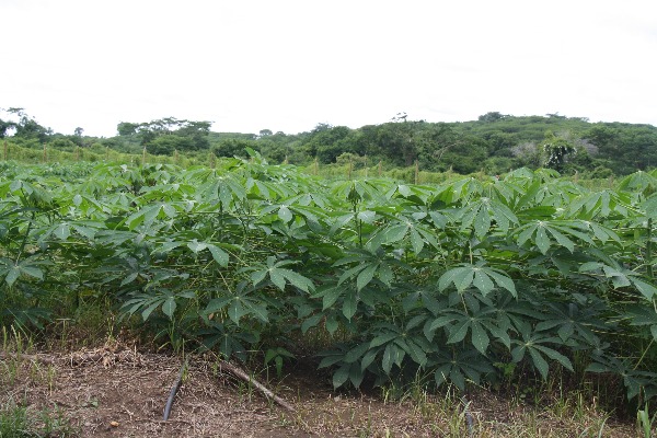 El Carmen De Bolívar Yuca