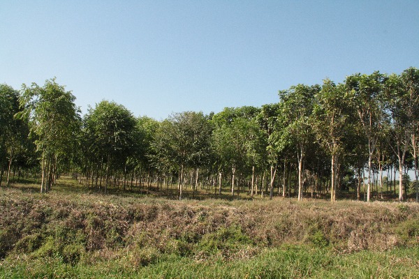 Sistema Arboreo Turipaná