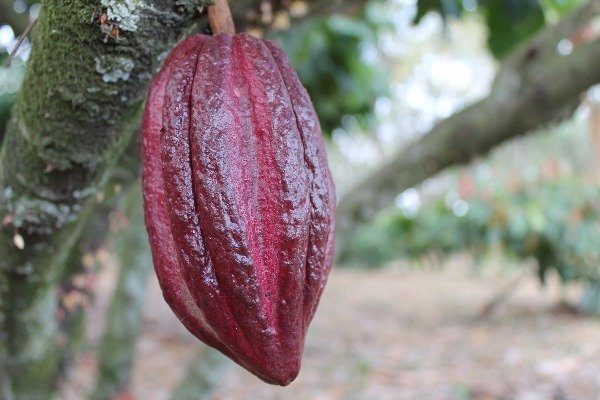 Cacao Yopal