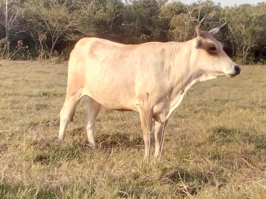 Ganado Yopal