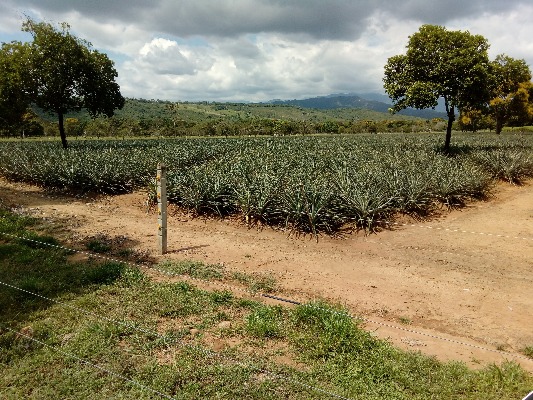 Piña Yopal