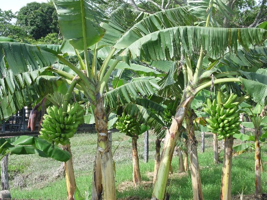 Plátano Yopal