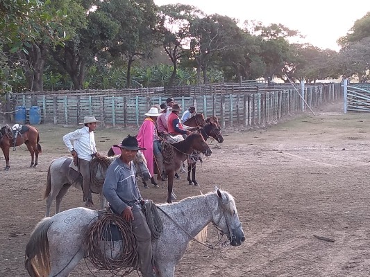 Caballos Yopal