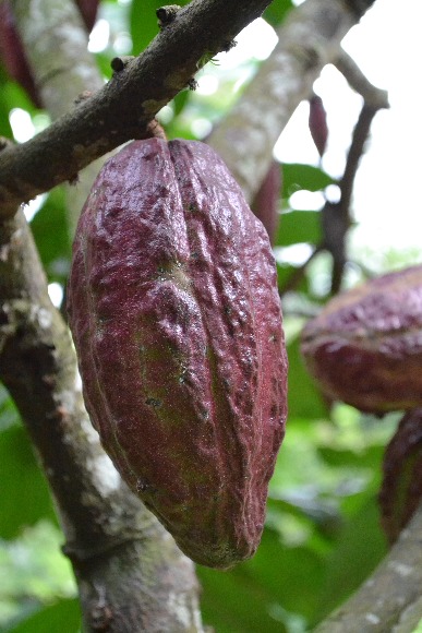 Cacao La Suiza TSC01 01