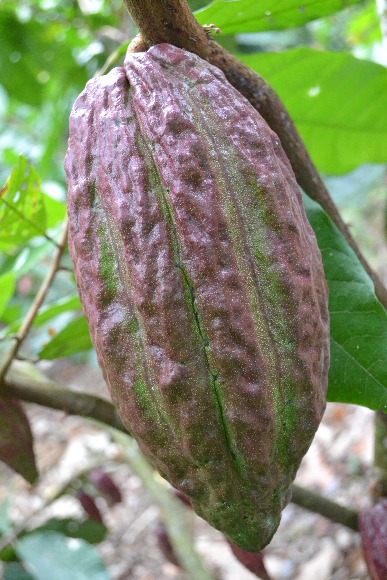 Cacao La Suiza TSC01 07