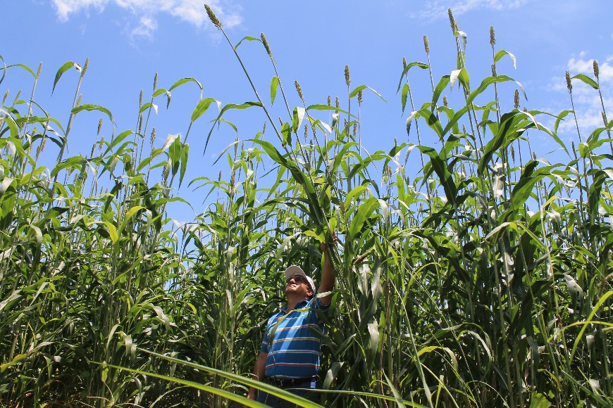 Sorgo Forrajero JJT18 Investigador Libertad 013