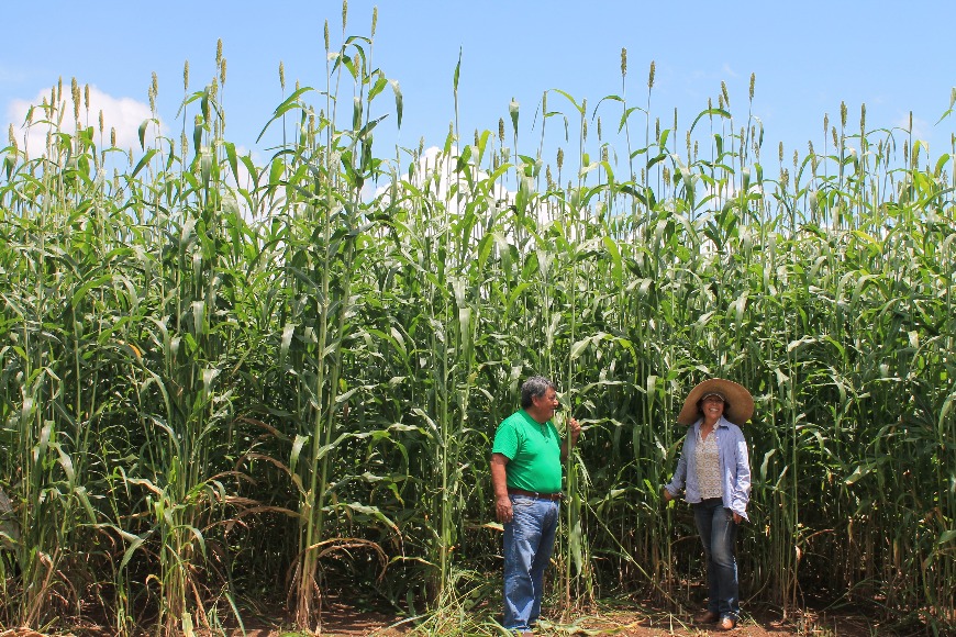 Sorgo Forrajero JJT18 Investigador Libertad 015