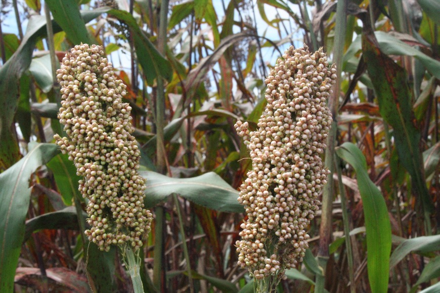 Sorgo Forrajero JJT18 Libertad 04