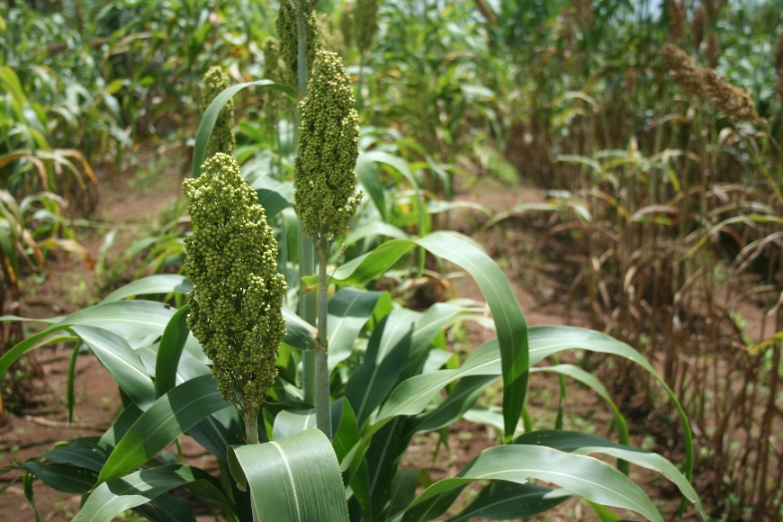 Sorgo Forrajero JJT18 Libertad 07