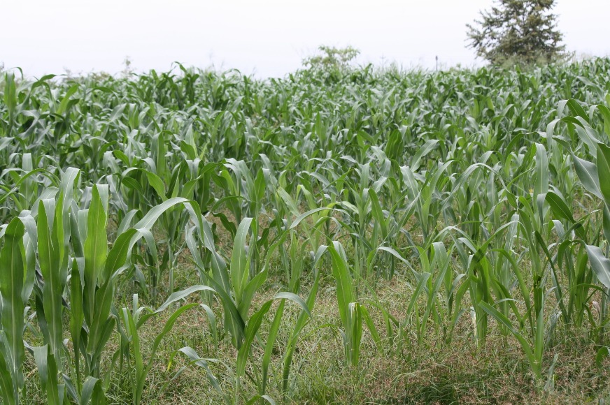 Sorgo Forrajero JJT18 Palmira Claudianarvaez 09