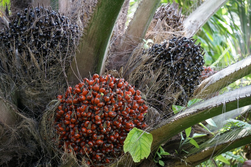 Cultivar híbrido OxG Corpoica El Mira de palma de aceite