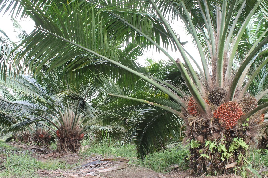 Palma Oxg Vista General Elmira Claudianarvaez
