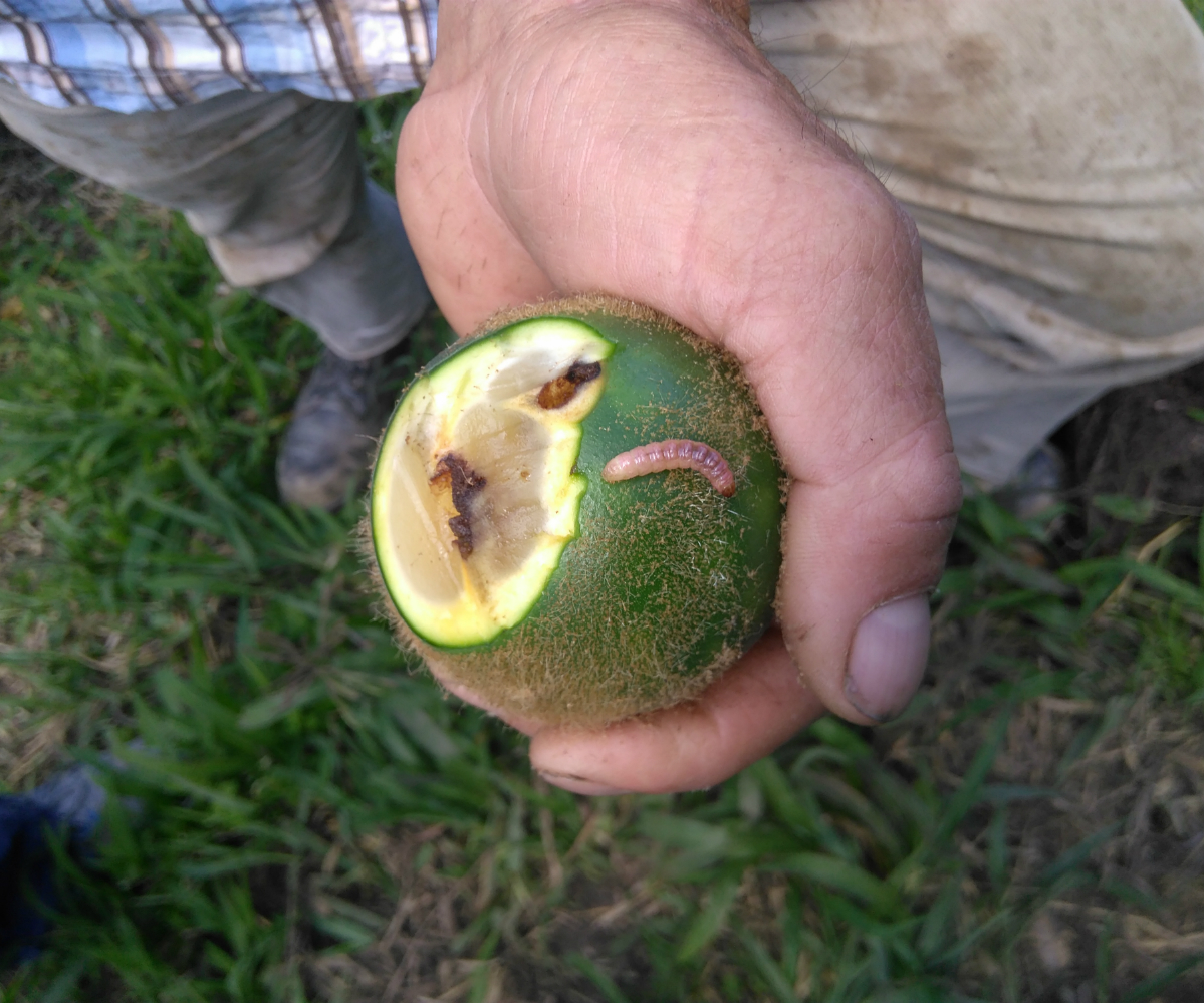 Investigadores de los Centros Palmira y La Selva capacitan a productores en la prevención de plagas