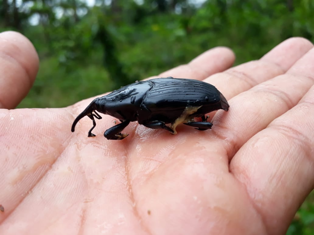 Manejo fitosanitariode palma de chontaduro en Colombia