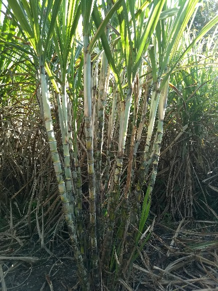 Vende Finca