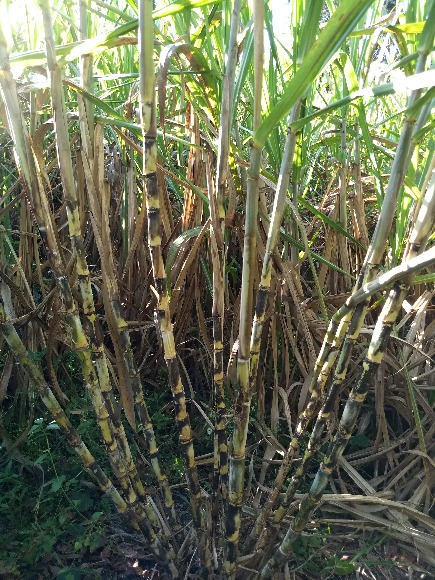 Variedad de caña panelera CC 93-7510