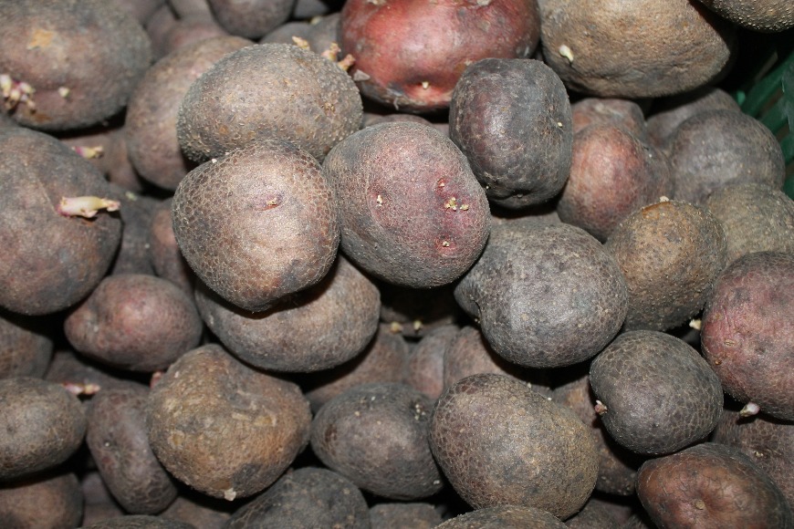 Variedad mejorada de papa Agrosavia Mary