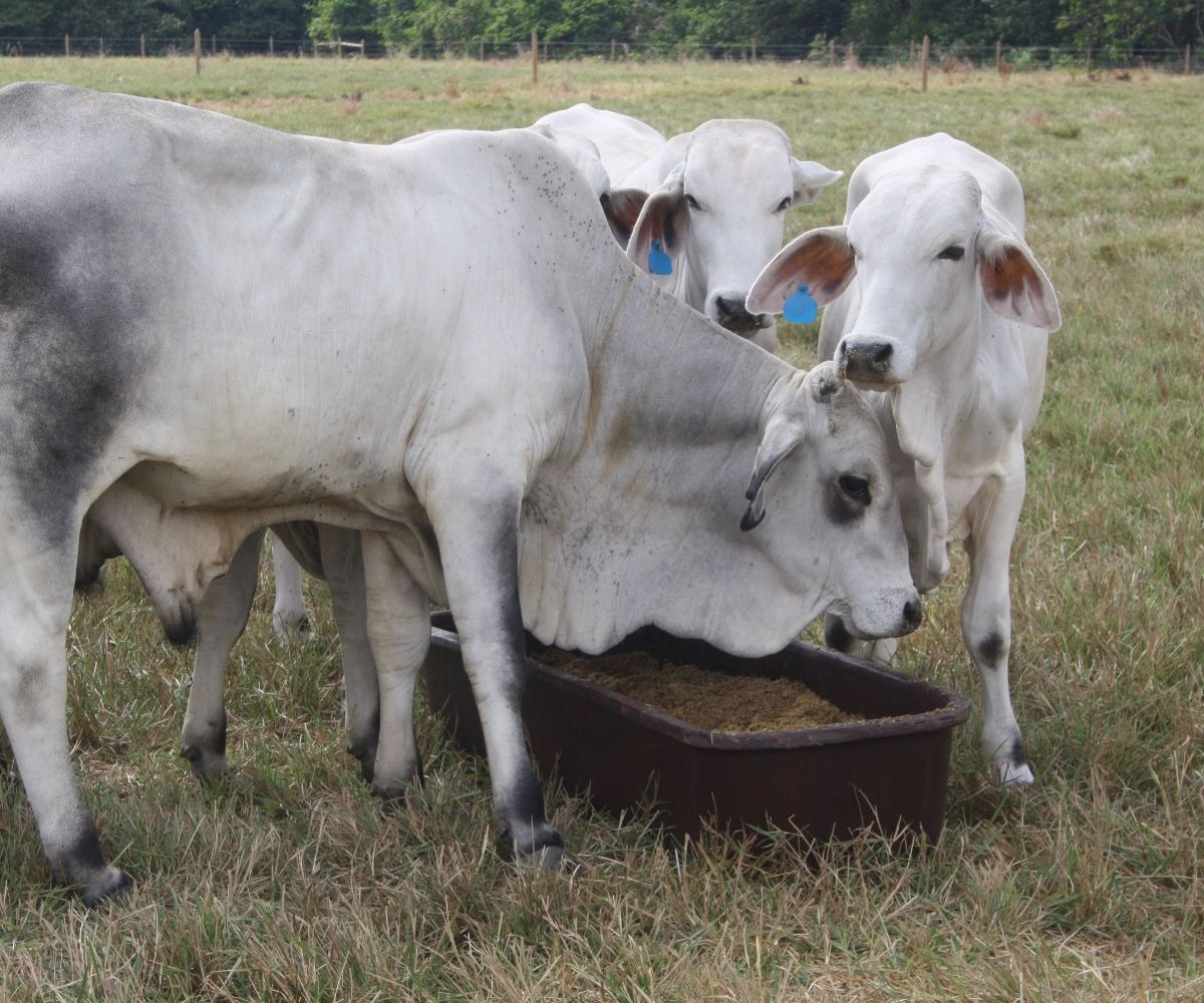 Minagricultura y AGROSAVIA desarrollan alternativa de suplemento alimenticio para bovinos en temporadas secas