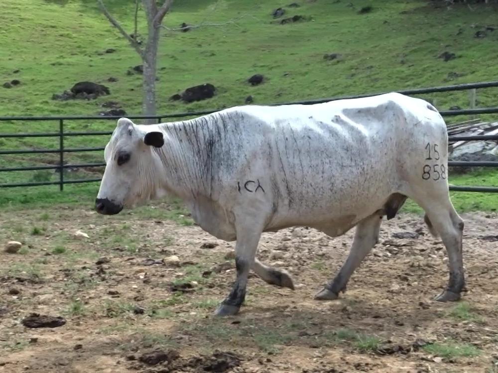 El Nus subasta hembras BON y un toro Chino Santandereano