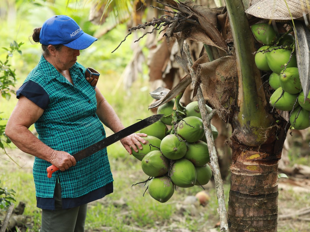 Responden a las necesidades de los productores de coco y chontaduro