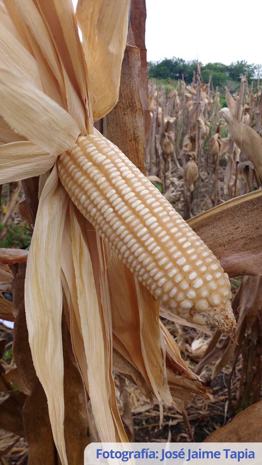 Variedad de maíz de grano blanco AGROSAVIA V-160 QPM