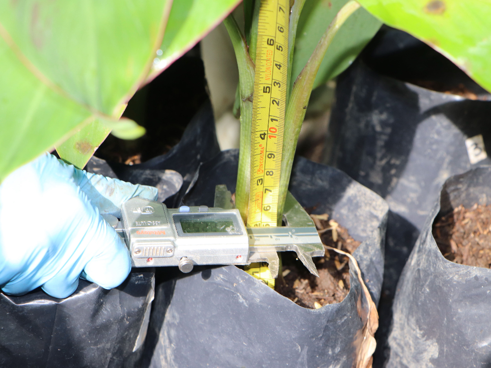 Bioestimulantes3 AGROSAVIA
