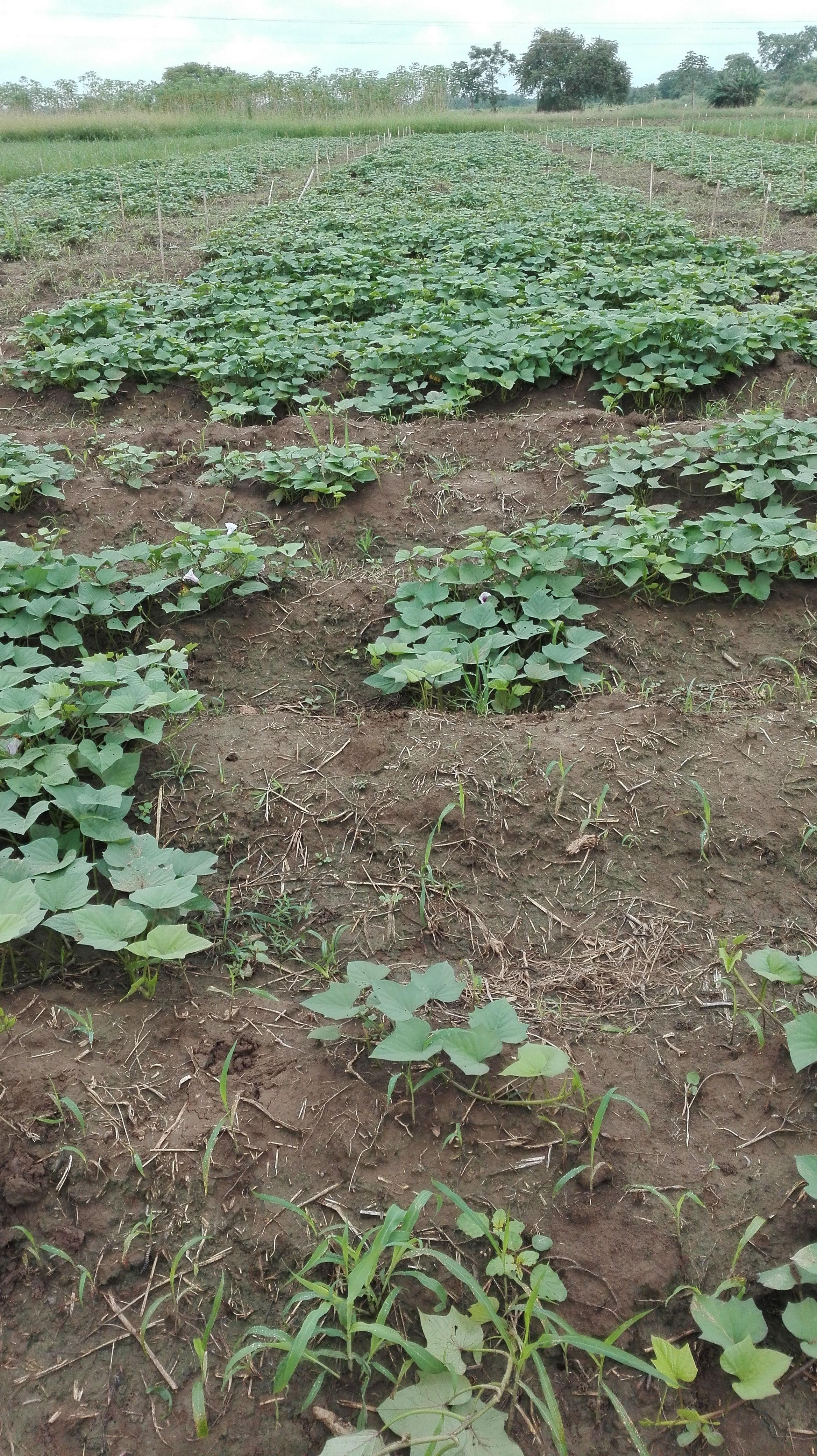 Recomendaciones de manejo de malezas para el cultivo de la variedad de batata AGROSAVIA -AURORA
