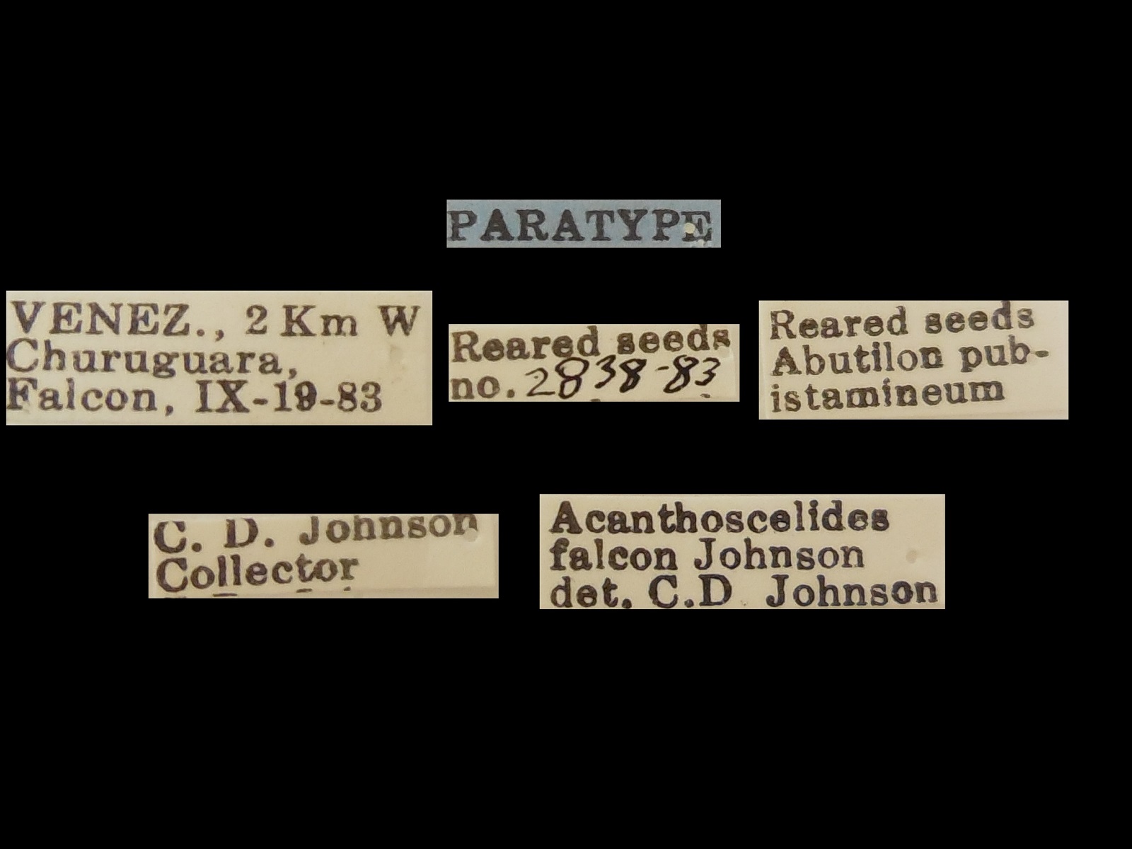 Acanthoscelides falcon Johnson, 1990