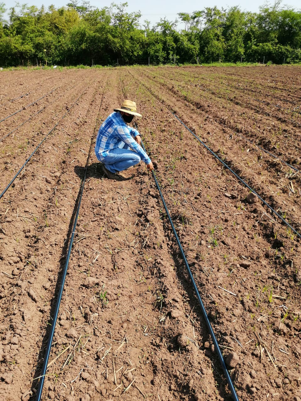 Productores Del Caribe Y Santaderes Resaltan Los Avances Agropecuarios De AGROSAVIA5