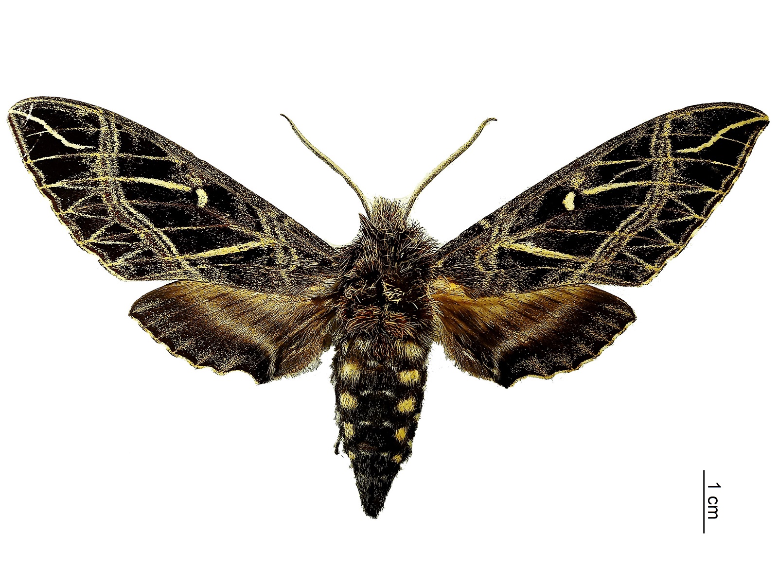 Euryglottis aper (Walker, 1856) 