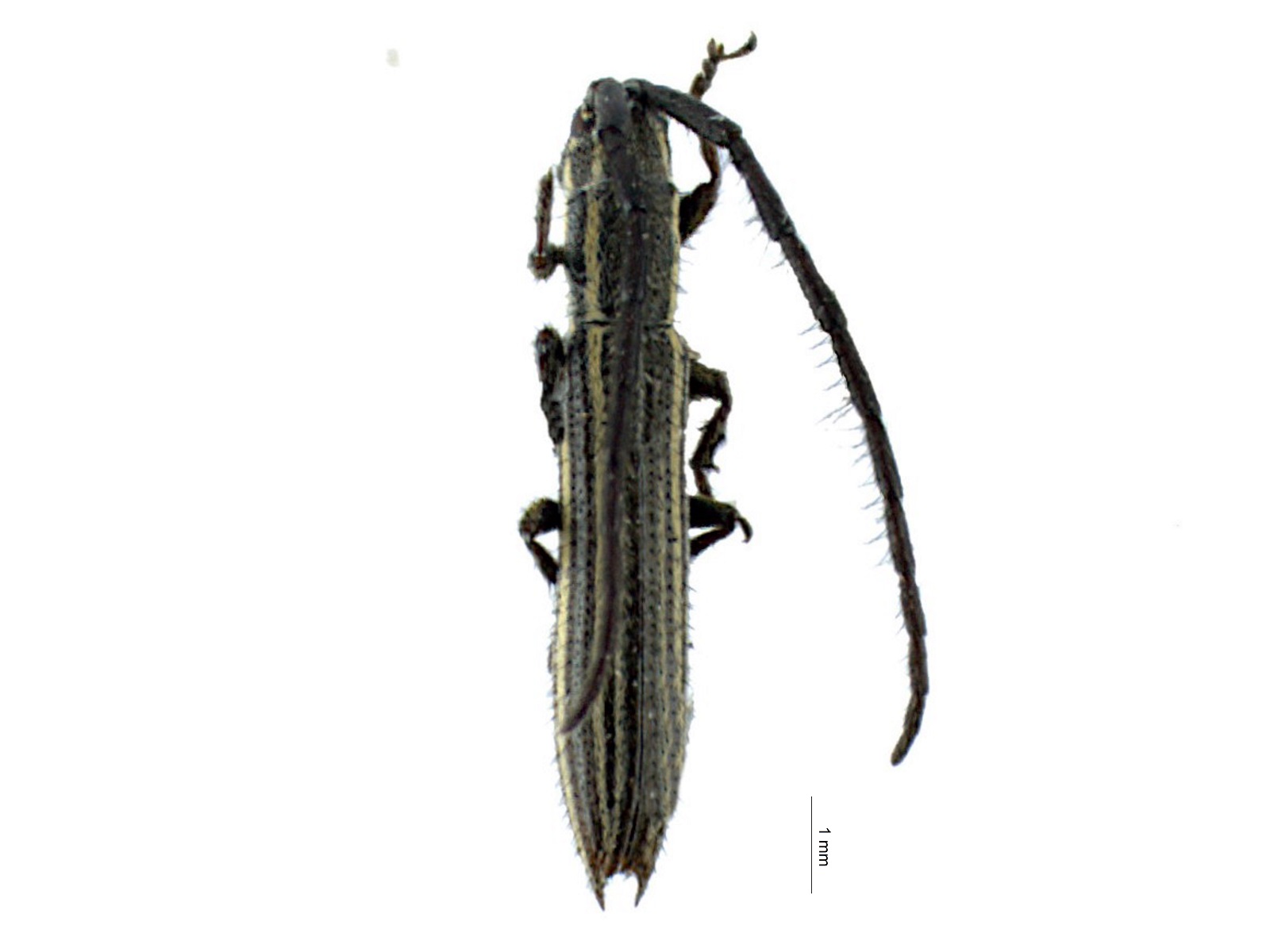 Dorcasta sp.