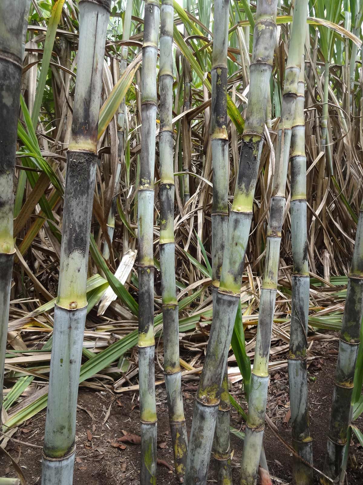 Variedad de caña panelera CC 01-1940