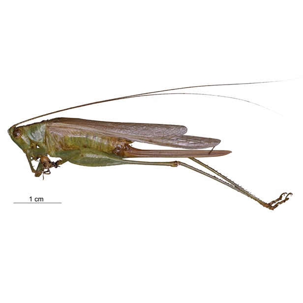 Conocephalus Cinereus 616