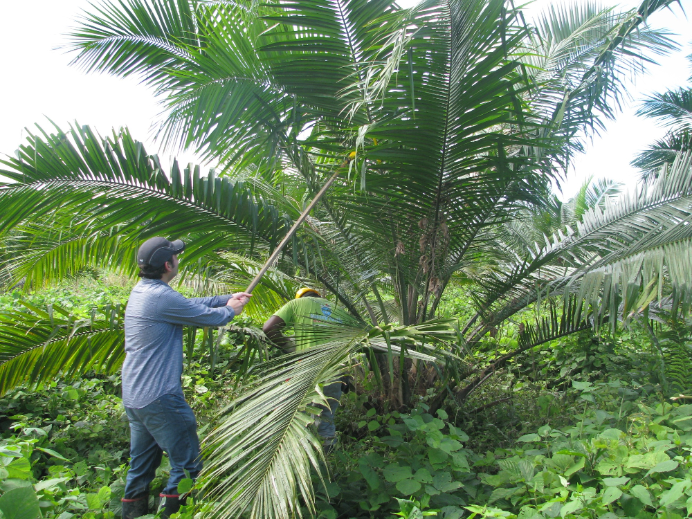 Investigadores de AGROSAVIA publican artículo científico sobre selección genómica en palma de aceite