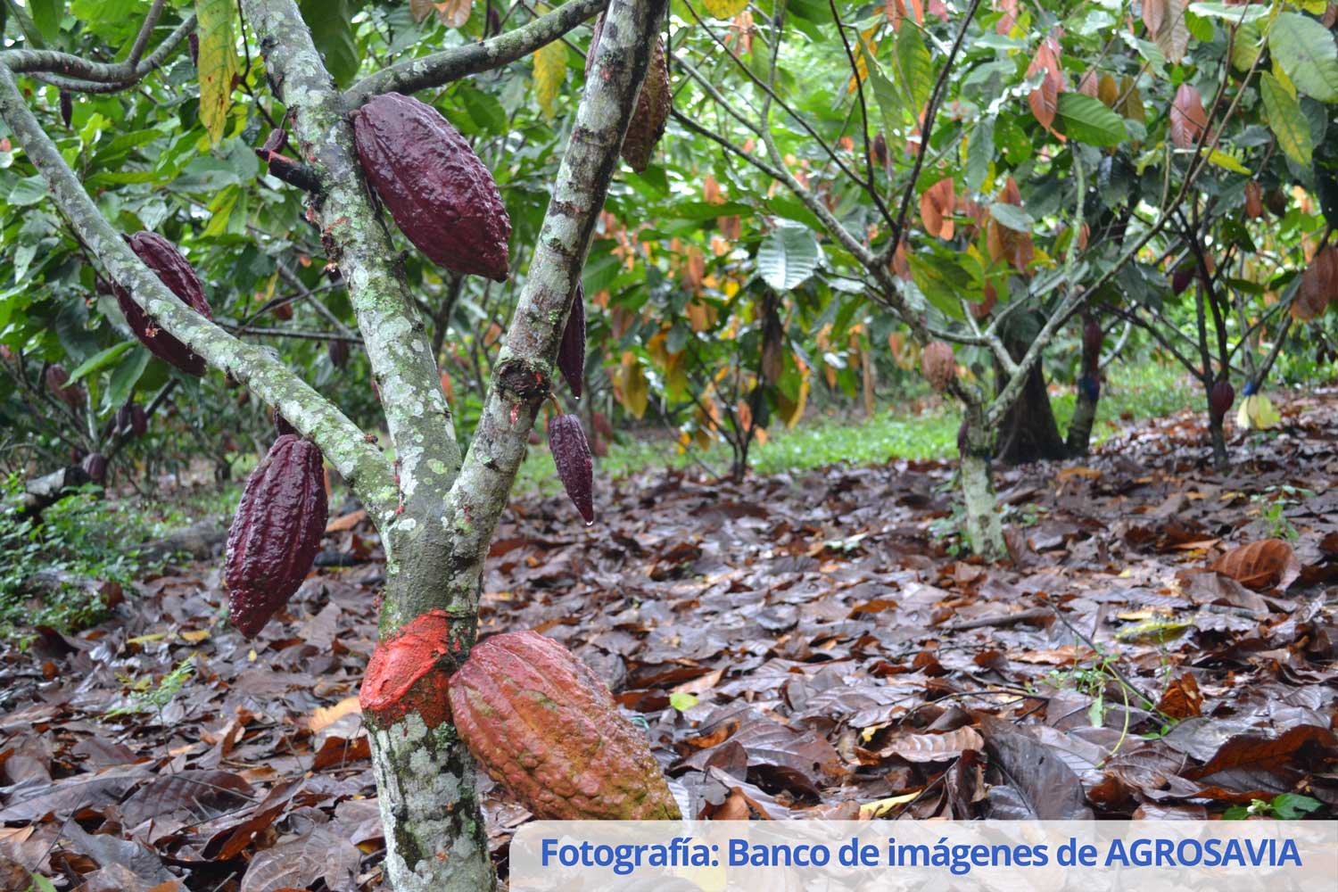 Recommendation for the use of the Malayan grafting technique as a practice for the renewal of unproductive cacao plantations