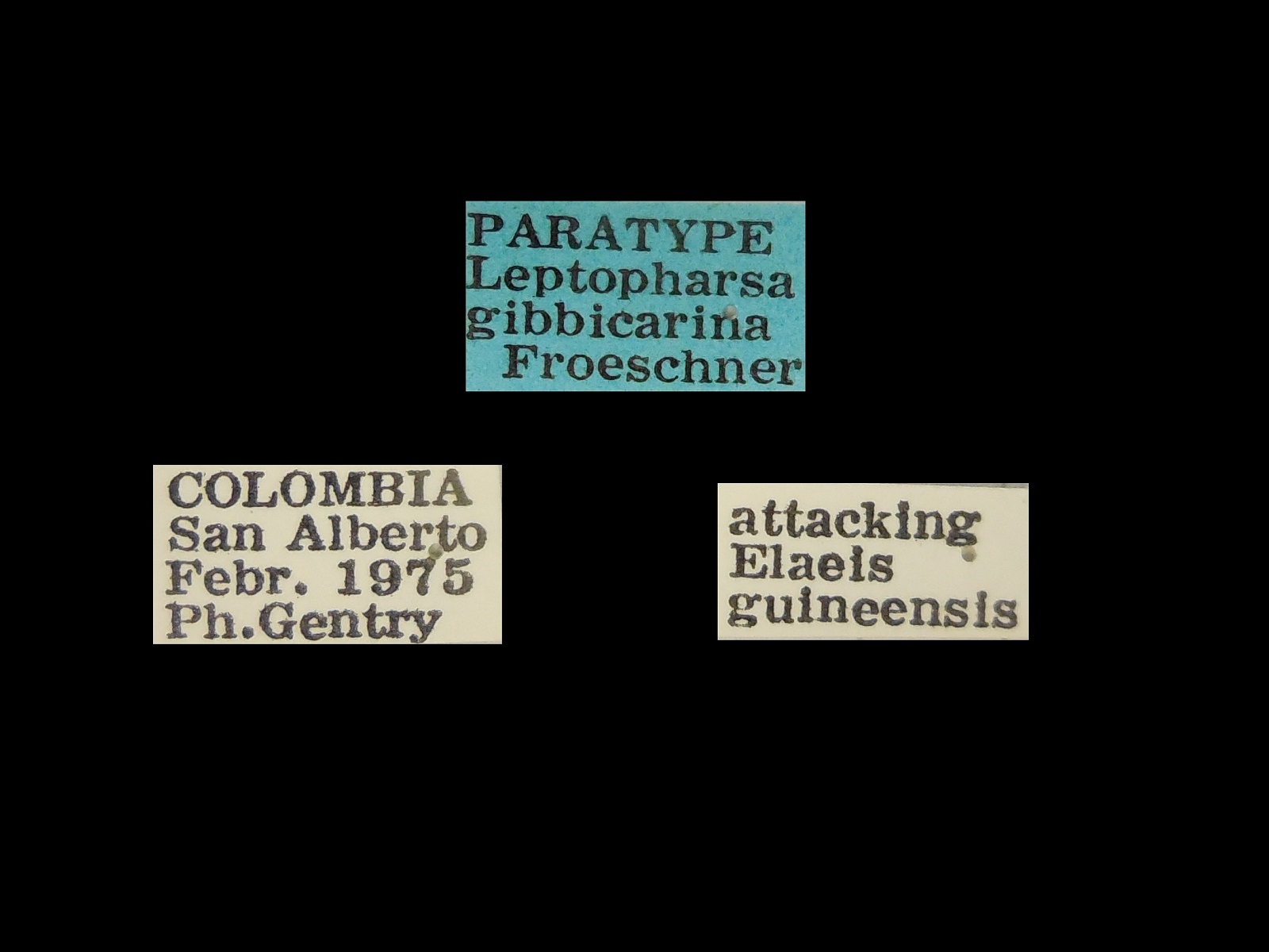 Leptopharsa gibbicarina Froeschner, 1976