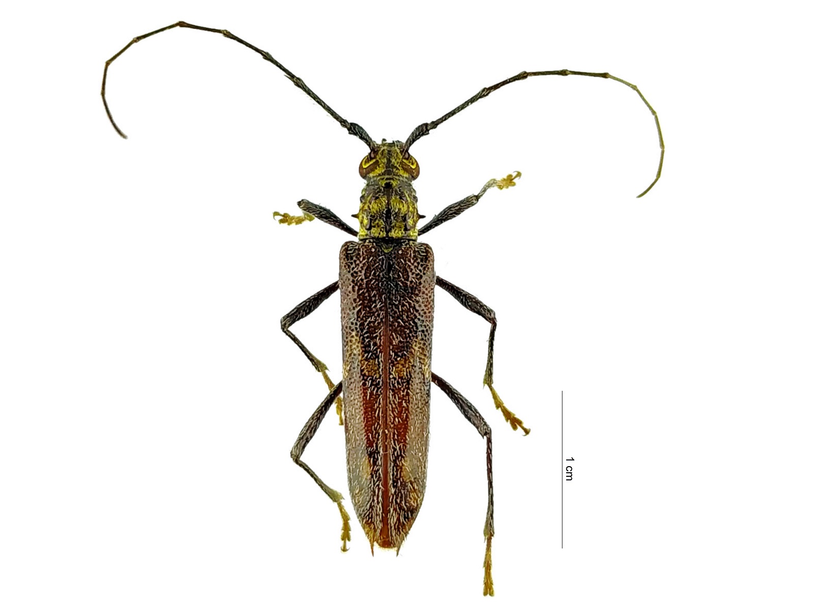 Eurysthea caesariata (Martins, 1995) 