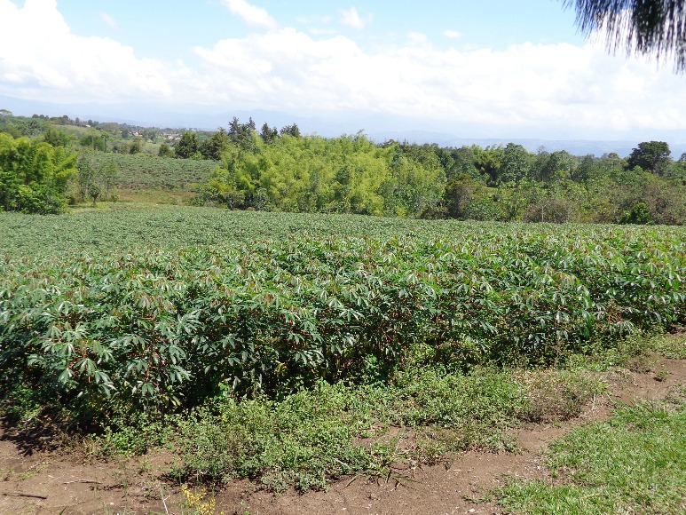 Yuca Cumbre Cauca 11