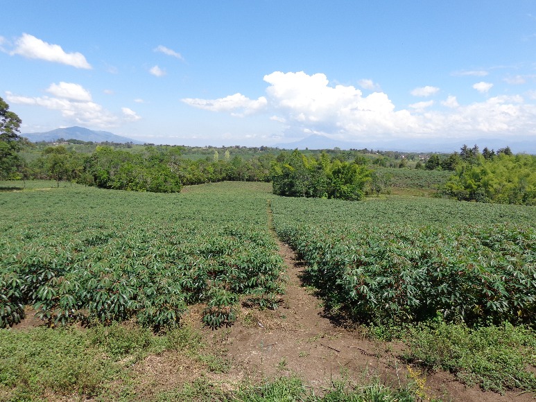 Yuca Corpoica Cumbre Francesa Palmira 01