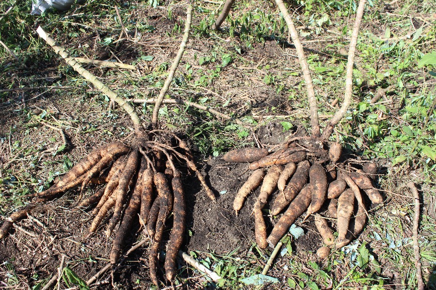 Yuca Corpoica Raices Cumbreyfrancesa Palmira 06