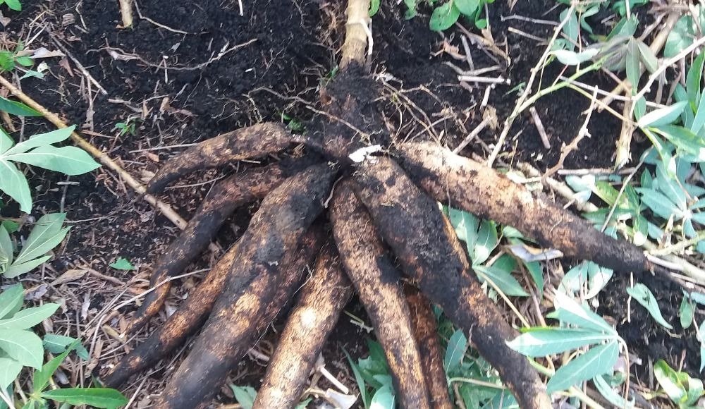 Variedad de yuca CORPOICA - La Francesa