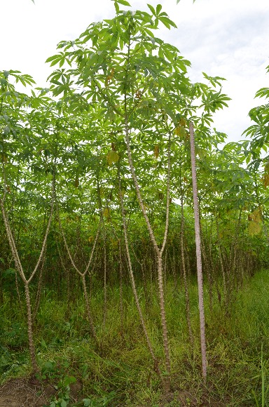 Yuca Corpoica Ropain Arquitectura Caribe Secoyhumedo 09