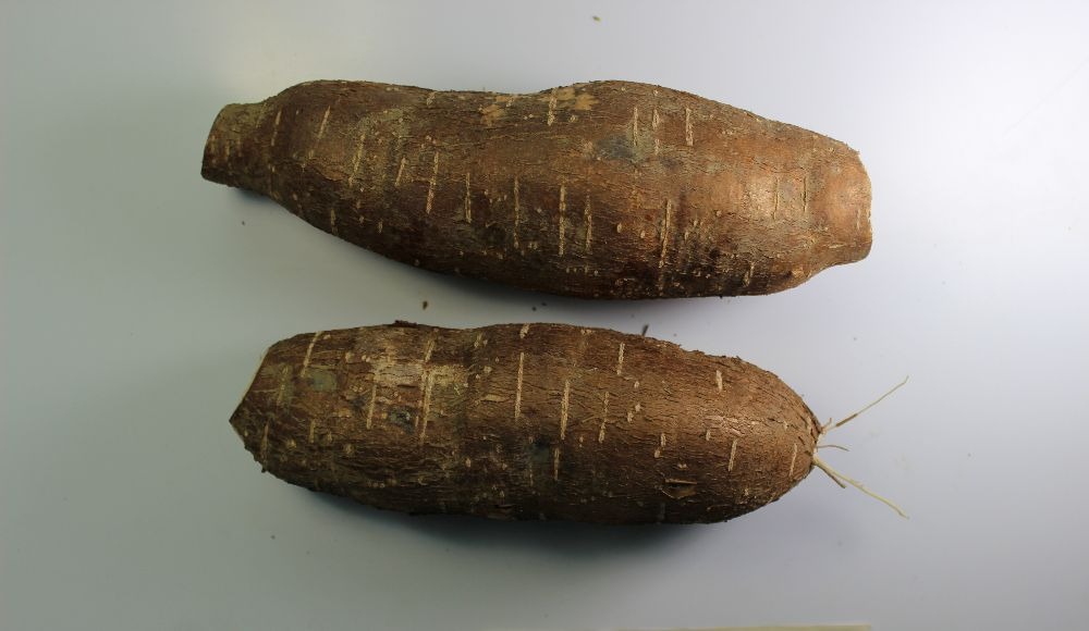 Yuca Corpoica Ropain Caribe Secoyhumedo 06 (1)