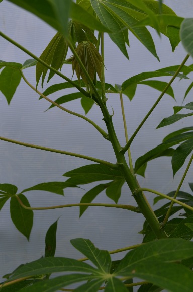 Corpoica Ropain: nueva variedad de yuca industrial para el Caribe Seco y Húmedo