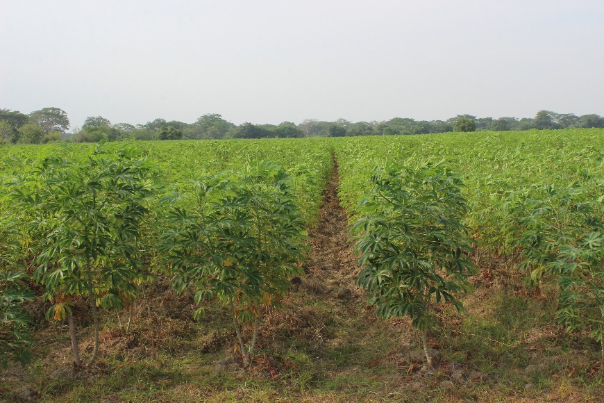 Yuca Industrial Cultivo Caribeseco Y Humedo Elviarosero 01