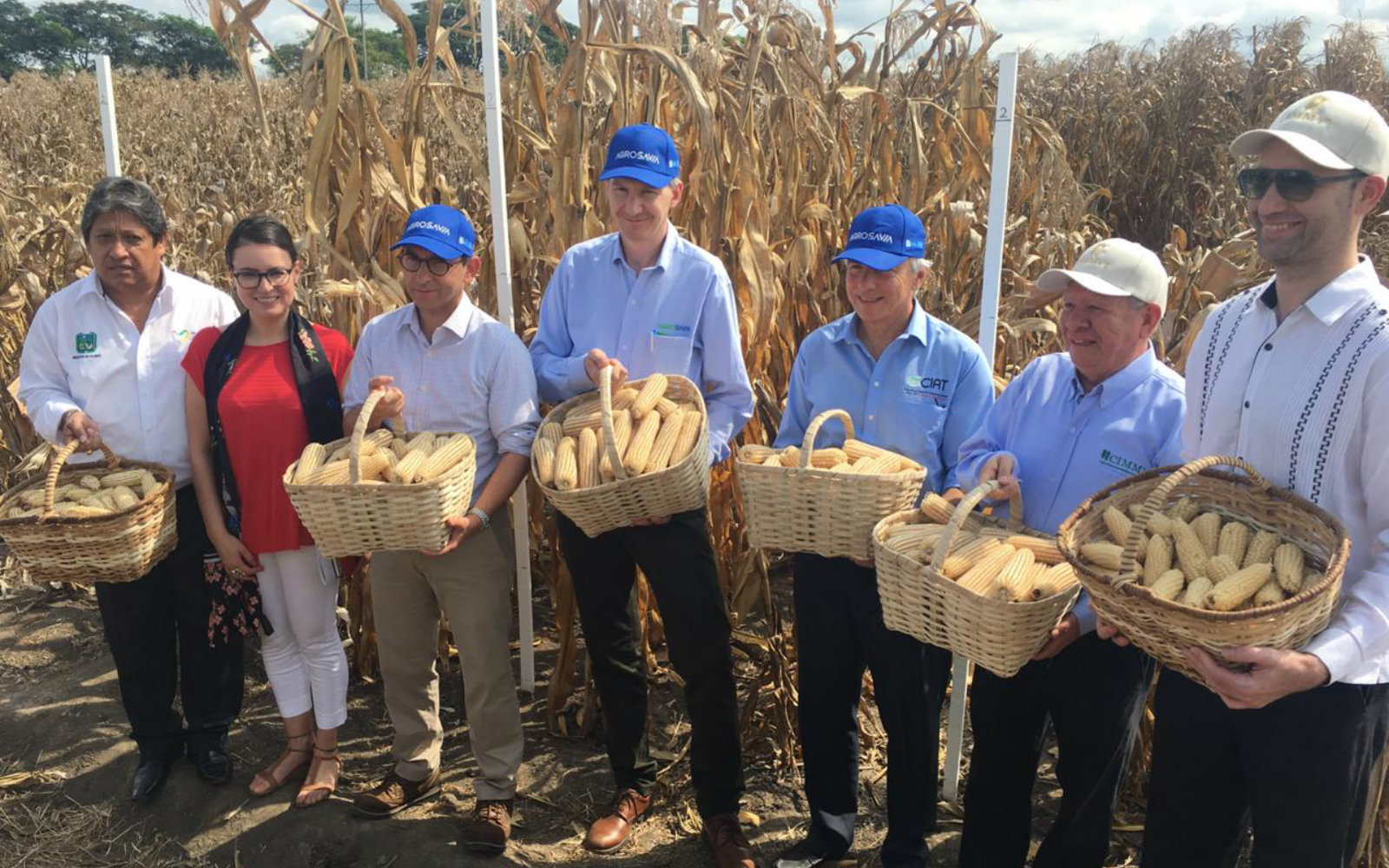 Apertura del convenio de cooperación entre CIMMYT y AGROSAVIA 
para la reactivación del programa de maíz en Colombia