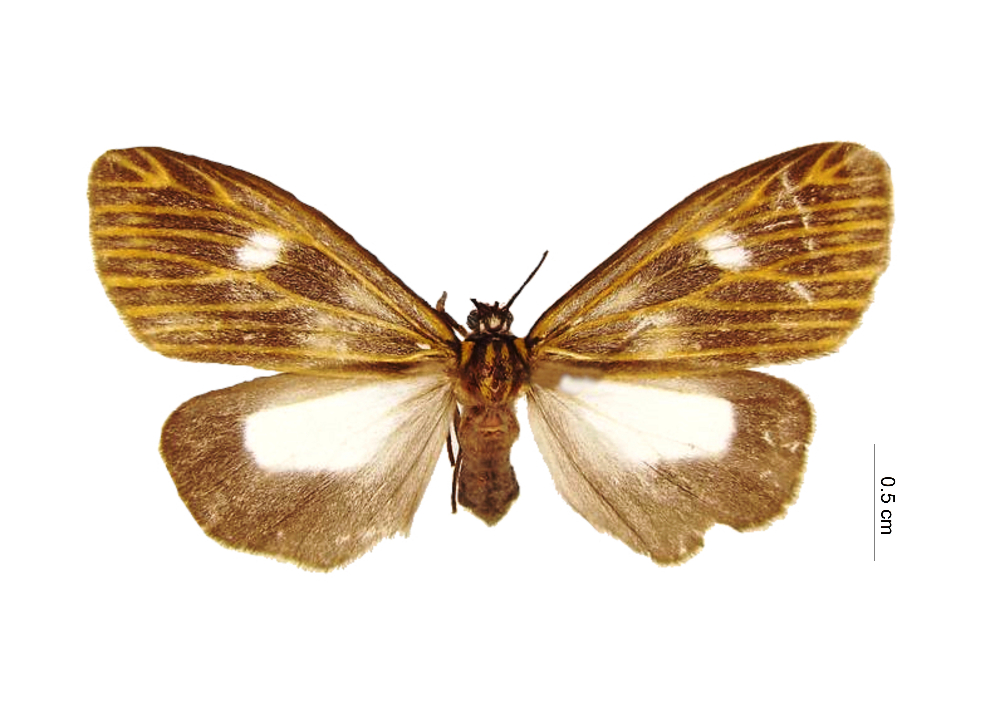 Tres nuevas especies para la ciencia acaban de ser descritas en la Colección Taxonómica Nacional de Insectos "Luis María Murillo" (CTNI)